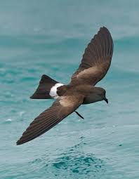 Image result for Oceanites oceanicus