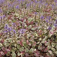 Attēlu rezultāti vaicājumam “Ajuga reptans bud”