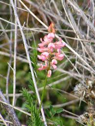 Image result for Onobrychis viciifolia