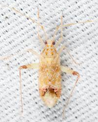 Attēlu rezultāti vaicājumam “Phytocoris longipennis”