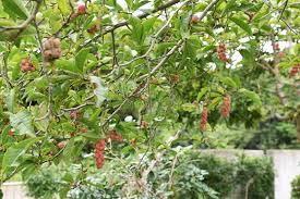 Attēlu rezultāti vaicājumam “Magnolia kobus fruit”
