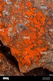 Attēlu rezultāti vaicājumam “Metatrichia vesparia stalked”