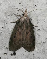 Attēlu rezultāti vaicājumam “Aphomia sociella”