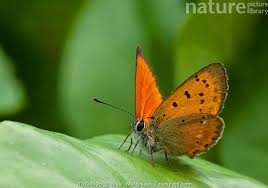 Attēlu rezultāti vaicājumam “Lycaena virgaureae male”