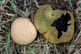 Attēlu rezultāti vaicājumam “Scleroderma citrinum”