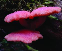 Attēlu rezultāti vaicājumam “Rhodotus palmatus”