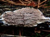 Attēlu rezultāti vaicājumam “Gloeoporus taxicola”