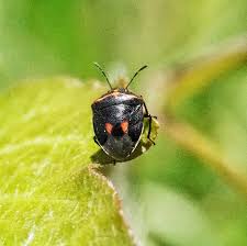 Attēlu rezultāti vaicājumam “Pentatomidae”