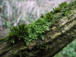 Attēlu rezultāti vaicājumam “Radula complanata sporophyte”