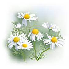 Attēlu rezultāti vaicājumam “Matricaria chamomilla flower”