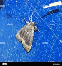 Attēlu rezultāti vaicājumam “Amphipyra perflua”