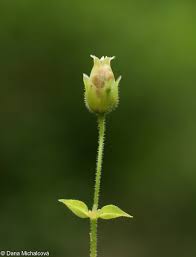 Attēlu rezultāti vaicājumam “Myosoton aquaticum flower”