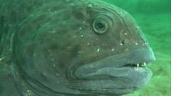 Image result for Anarhichas minor