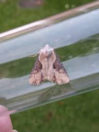 Attēlu rezultāti vaicājumam “Apamea ophiogramma”