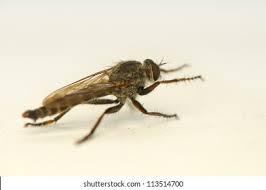 Attēlu rezultāti vaicājumam “Empididae”