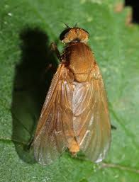 Attēlu rezultāti vaicājumam “Rhagionidae”