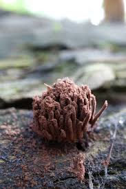 Attēlu rezultāti vaicājumam “Stemonitis flavogenita macro”