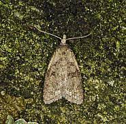 Attēlu rezultāti vaicājumam “Capua vulgana”