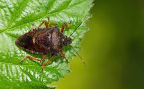 Attēlu rezultāti vaicājumam “Pinthaeus sanguinipes”