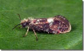 Attēlu rezultāti vaicājumam “Eriocraniidae”