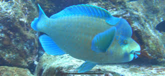 Image result for Scarus trispinosus