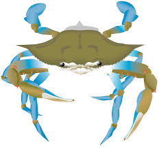 Image result for Callinectes sapidus