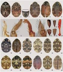 Attēlu rezultāti vaicājumam “Anthrenus sp.”