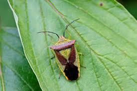 Attēlu rezultāti vaicājumam “Acanthosoma haemorrhoidale”