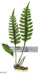 Attēlu rezultāti vaicājumam “Polypodium vulgare”