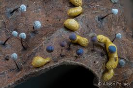 Attēlu rezultāti vaicājumam “Diderma rufostriatum”