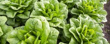 Image result for Römischer Salat