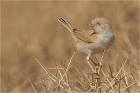 Image result for Sylvia nana