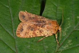 Attēlu rezultāti vaicājumam “Conistra rubiginea”