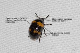 Attēlu rezultāti vaicājumam “Diaperis boleti”