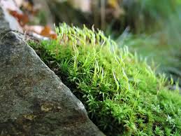 Attēlu rezultāti vaicājumam “Atrichum flavisetum sporophyte”