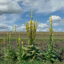 Attēlu rezultāti vaicājumam “Verbascum densiflorum bud”
