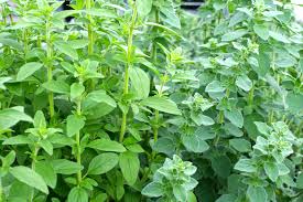 Image result for Origanum vulgare