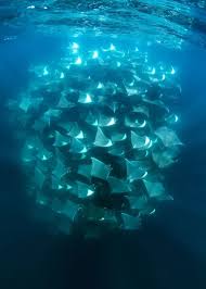 Image result for Mobula munkiana