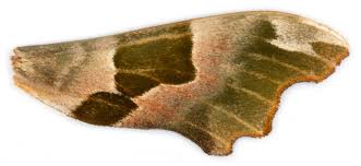 Attēlu rezultāti vaicājumam “Mimas tiliae”