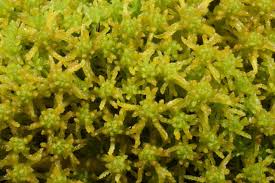 Attēlu rezultāti vaicājumam “Sphagnum subsecundum”