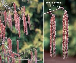 Attēlu rezultāti vaicājumam “Corylus avellana female flower”