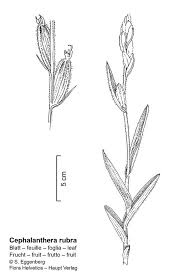 Attēlu rezultāti vaicājumam “Cephalanthera rubra leaf”