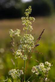 Attēlu rezultāti vaicājumam “Galium album flower”