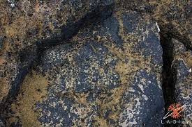 Attēlu rezultāti vaicājumam “Verrucaria hydrela”