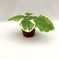 Attēlu rezultāti vaicājumam “Cychramus variegatus”