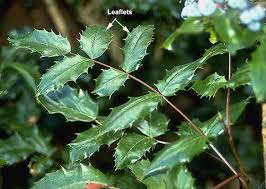 Attēlu rezultāti vaicājumam “Mahonia aquifolium”