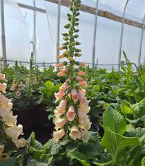 Image result for Digitalis purpurea