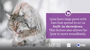 Attēlu rezultāti vaicājumam “Lynx lynx”