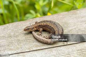 Attēlu rezultāti vaicājumam “Lacerta vivipara female”