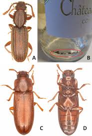 Attēlu rezultāti vaicājumam “Ptinus sp. male”